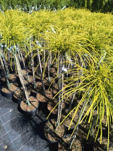 Tuja riasnatá Golden Whipcord, Thuja plicata  kontajner C5 na kmienku 80-90 cm
