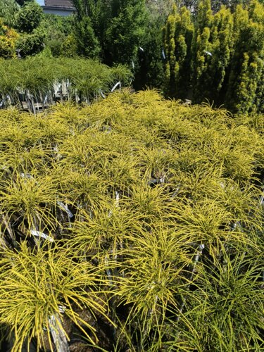 Tuja riasnatá Golden Whipcord, Thuja plicata  kontajner C5 na kmienku 80-90 cm