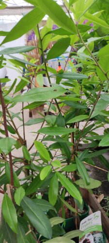 Cezmína paraguajská, Yerba mate, kont. 2l + 100 cm