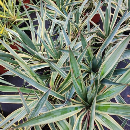 Juka nádherná Variegata, Yucca gloriosa kontajner 3l