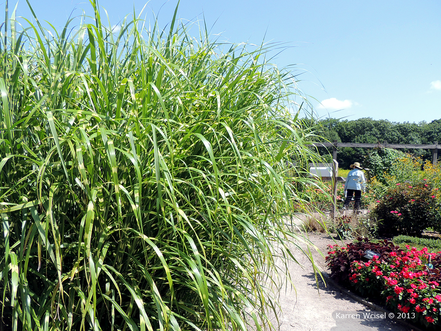 Ozdobnica čínska Zebrinus, Miscanthus sinensis, 20-30 cm, kont. 3 l