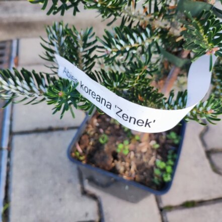 Jedľa kórejská Zenek, Abies koreana +120 cm, kont. 60l