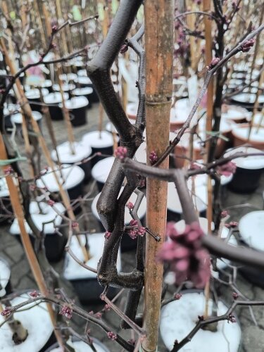 Judášovec kanadský Zig Zag, Cercis canadiensis, + 180 cm, kontajner 10l