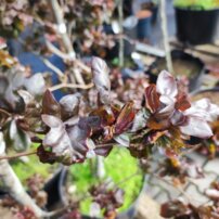 Buk lesný 'Brathay's Purple',Fagus sylvatica 100 - 160 cm, kont. 20l