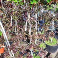 Buk lesný 'Brathay's Purple',Fagus sylvatica 100 - 160 cm, kont. 20l