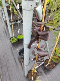 Stremcha viržinska 'Shubert' Prunus virginiana , +100 cm