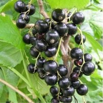 Ríbezľa čierna Jubilejnaja Kopanja, Ribes nigrum kon. 1,5l
