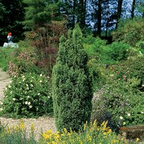 Cypruštek Lawsonov Elwood Pillar, Chamaecyparis lawsoniana 30 - 40 cm, kont. 3l
