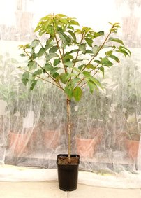 Čerešňa vtáčia Burlat, Cerasus avium 180 - 200 cm, kont 3,5l