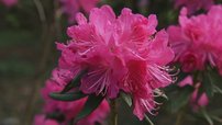 Rododendron Ostara , Rhododendron hybrid, kont. 2l