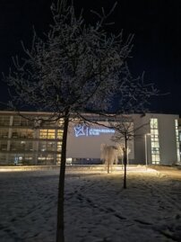 Lipa malolistá Green Globe, Tilia cordata, + 180 cm, kontajner 7l