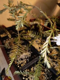 Sekvoja vždyzelená, Sequoia sempervirens, + 20 cm, kont 1l