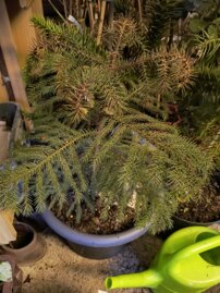 Araukária stĺpovitá/ CookovaAraucaria columnaris, + 40 cm, kont.5l