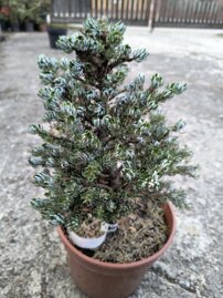 Jedla korejska Kohout’s Ice Breaker Abies koreana , kontajner C3 20-30 cm