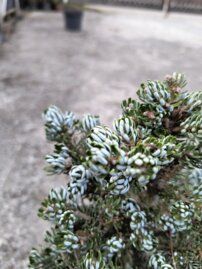 Jedla korejska Kohout’s Ice Breaker Abies koreana , kontajner C3 20-30 cm