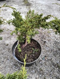 Borievka čínska Shimpaku, Juniperus chinensis 20 - 40 cm, kont. 3l