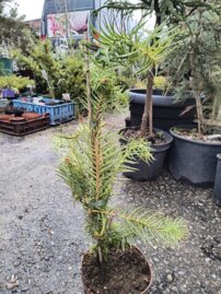 Ostrolistec čínsky Glauca, Cunninghamia lanceolata, kont. 3l, 40 - 50 cm