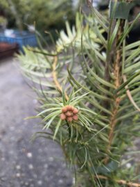 Ostrolistec čínsky Glauca, Cunninghamia lanceolata, kont. 3l, 40 - 50 cm