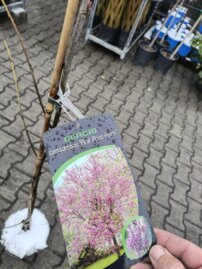 Judášovec kanadský Pink Pom Poms, Cercis canadensis, 130 – 220 cm, kontajner 10l