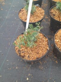 Borievka pobrežná All Gold, Juniperus conferta, kontajner C2,