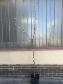 Jabloň domáca Novamac, Malus domestica 150 - 190 cm, kont. 5 l
