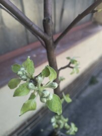 Jabloň domáca Novamac, Malus domestica 150 - 190 cm, kont. 5 l