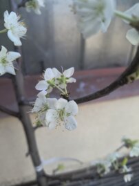 Slivka domáca Čačanská Lepotica, Prunus domestica 130 - 150 cm, kont. 3,5 l