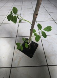 Moringa olejodárna (Moringa), kont.