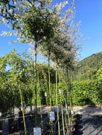 Vŕba japonská Hakuro-Nishiki, Salix integra, na kmienku +180 cm, kontajner 2l.