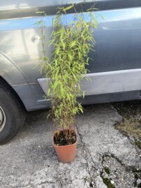 Bambus Jiuzhaigou, Fargesia robusta, +80 cm, kont. 3 l