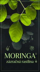Moringa olejodárna (Moringa), kont.