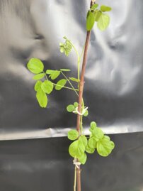 Moringa olejodárna (Moringa), kont.