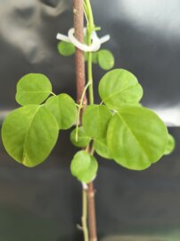 Moringa olejodárna (Moringa), kont.