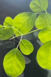 Moringa olejodárna (Moringa), kont.