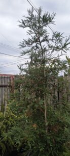 Sekvoja vždyzelená, Sequoia sempervirens, +250 cm, kont 100l