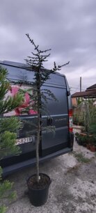 Céder libanonský Glauca, Cedrus libani , +250 cm, kontajner 20l