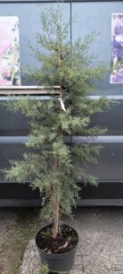 Cyprus portugalský, Cupressus lusitanica, +130, kont. 8L