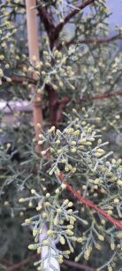 Cyprus portugalský, Cupressus lusitanica, +130, kont. 8L