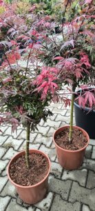 Javor dlaňovitolistý Shaina, Acer palmatum , 70 – 100 cm, kontajner C 10