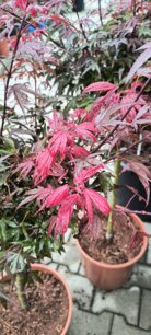 Javor dlaňovitolistý Shaina, Acer palmatum , 70 – 100 cm, kontajner C 10