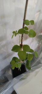 Moringa olejodárna (Moringa), kont.
