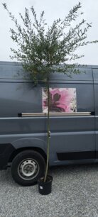 Vŕba japonská Hakuro-Nishiki, Salix integra, na kmienku +180 cm, kontajner 2l.