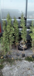 Tuja západná Malonyana - Mlyňanka, Thuja occidentalis, 50 - 130 cm, kont. P9