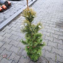 Borovica sibírska, Pinus cembra subsp. sibirska + 70 cm, kont. 5l
