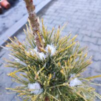 Borovica sibírska, Pinus cembra subsp. sibirska + 70 cm, kont. 5l