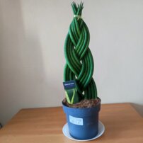 Svokrin jazyk, Sansevieria Cylindrica, kont.3l 55 cm