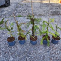 Ostrolistec čínsky, Cunninghamia lanceolata, kont. 3l, 40 - 50 cm