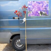 Judášovec kanadský Ruby Falls, Cercis canadensis, + 140  cm, kontajner 3l