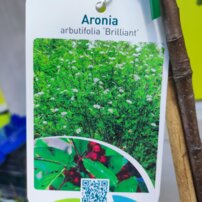 Arónia, Aronia x arbutifolia, Brillian kont. 5l, kmeň +150 cm