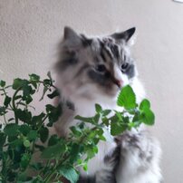 Kocúrnik záhradný Nepeta x faassenii, kont. P9
